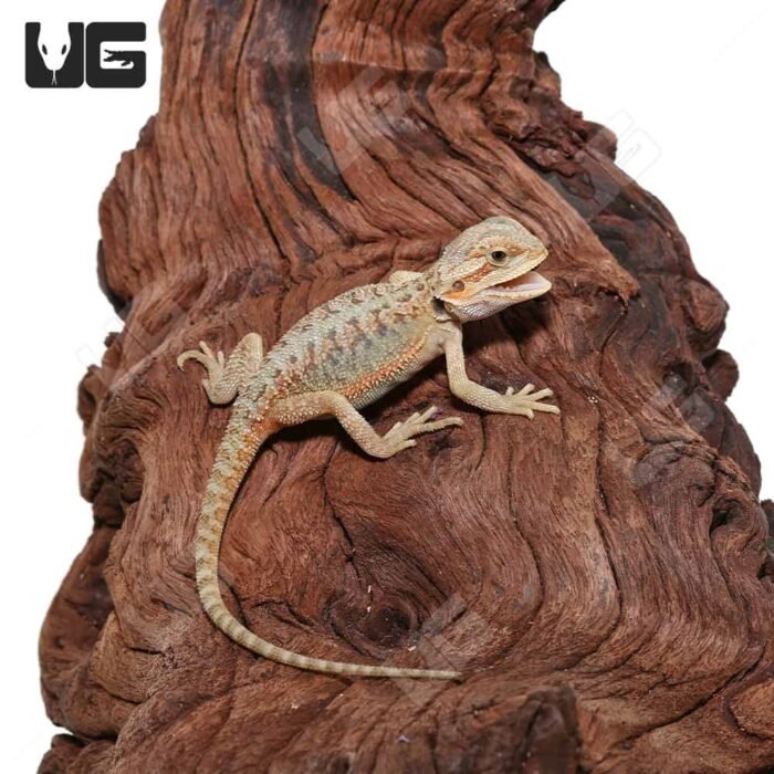 Baby Hypo Translucent Bearded Dragon (4 – 5″) - Image 3