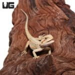 Baby Hypo Translucent Bearded Dragon (4 – 5″) - Image 4