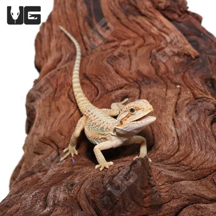 Baby Hypo Translucent Bearded Dragon (4 – 5″) - Image 4