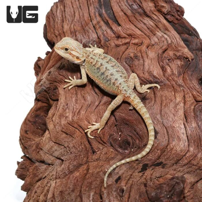 Baby Hypo Translucent Bearded Dragon (4 – 5″) - Image 1