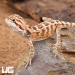 Baby Inferno Bearded Dragon (4 – 5″) - Image 4