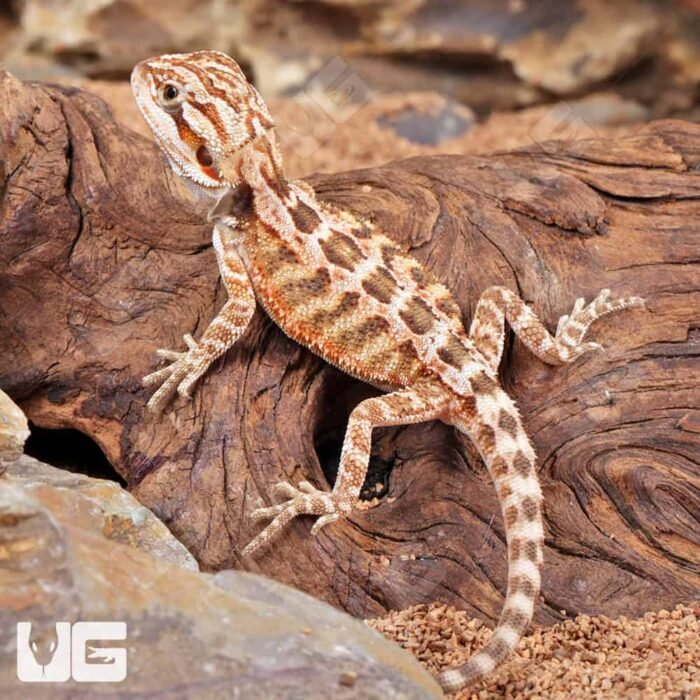 Baby Inferno Bearded Dragon (4 – 5″) - Image 1