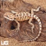 Baby Inferno Bearded Dragon (4 – 5″) - Image 3
