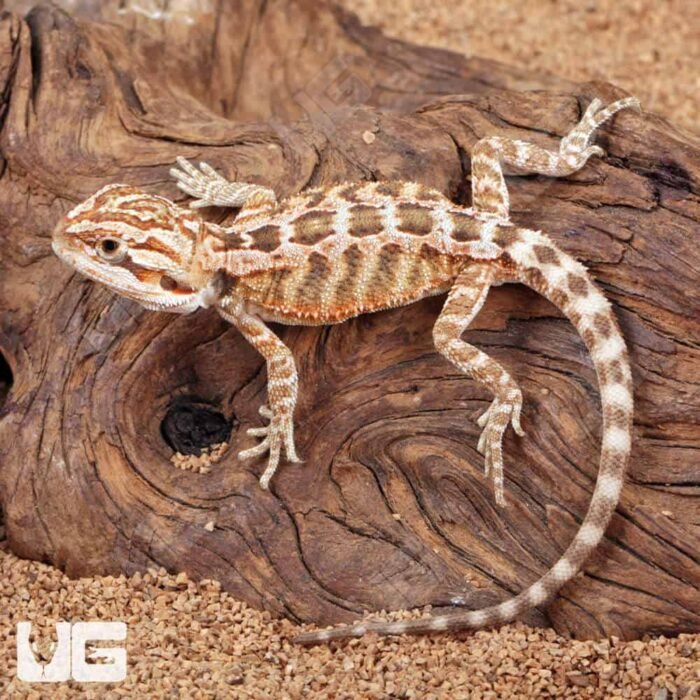 Baby Inferno Bearded Dragon (4 – 5″) - Image 3