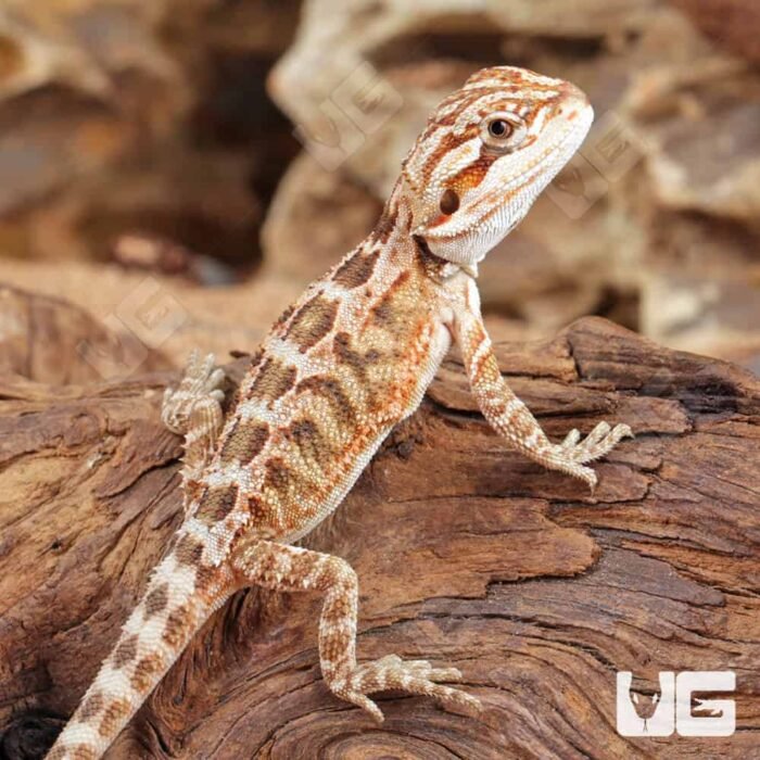 Baby Inferno Bearded Dragon (4 – 5″) - Image 2