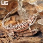 Baby Inferno Leatherback Dunner Bearded Dragon (4 – 5″) - Image 4