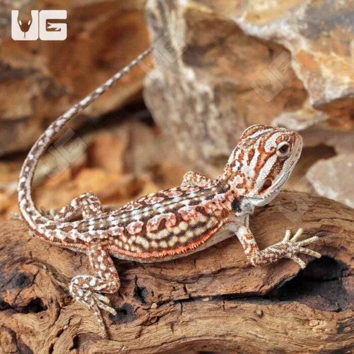 Baby Inferno Leatherback Dunner Bearded Dragon (4 – 5″) - Image 4
