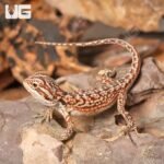 Baby Inferno Leatherback Dunner Bearded Dragon (4 – 5″)