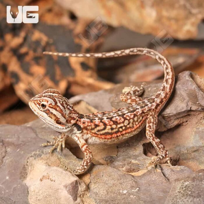 Baby Inferno Leatherback Dunner Bearded Dragon (4 – 5″) - Image 1