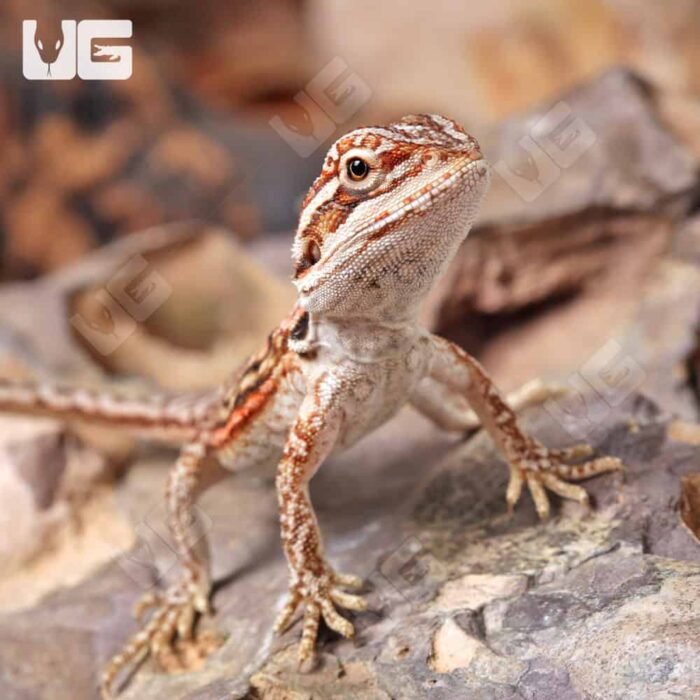 Baby Inferno Leatherback Dunner Bearded Dragon (4 – 5″) - Image 2
