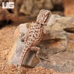 Baby Inferno Leatherback Dunner Bearded Dragon (4 – 5″) - Image 3