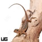 Baby Inferno Translucent Leatherback Dunner Bearded Dragon (4-5″) - Image 2