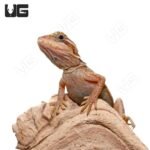 Baby Inferno Translucent Leatherback Dunner Bearded Dragon (4-5″) - Image 3