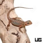 Baby Inferno Translucent Leatherback Dunner Bearded Dragon (4-5″) - Image 4