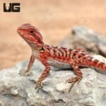 Baby Inferno Translucent Leatherback Bearded Dragon (4 – 5″) - Image 2