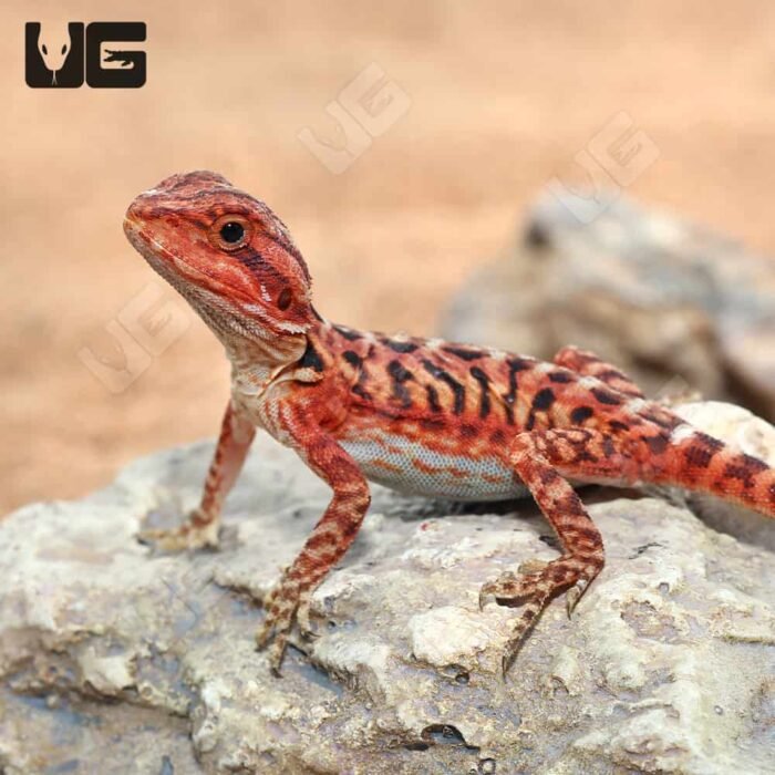 Baby Inferno Translucent Leatherback Bearded Dragon (4 – 5″) - Image 2