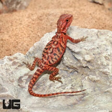 Baby Inferno Translucent Leatherback Bearded Dragon (4 – 5″)