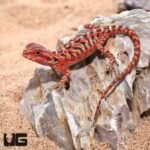 Baby Inferno Translucent Leatherback Bearded Dragon (4 – 5″) - Image 3