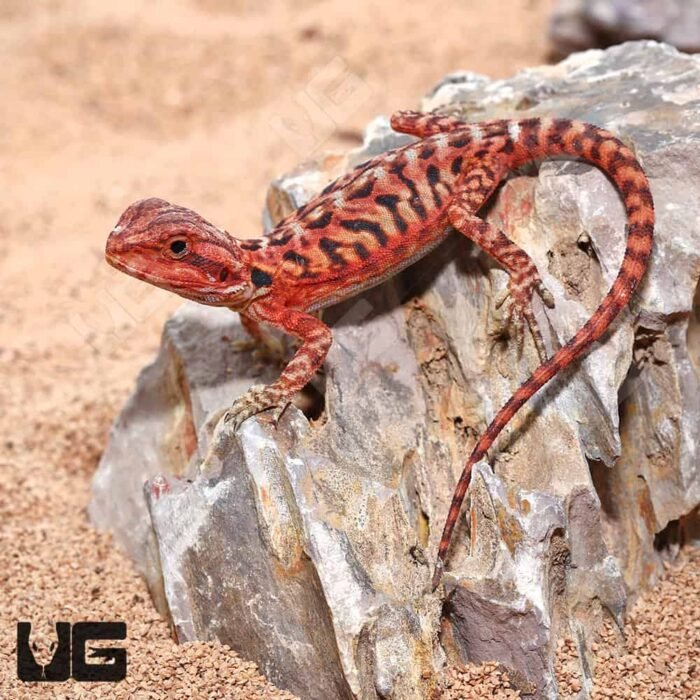 Baby Inferno Translucent Leatherback Bearded Dragon (4 – 5″) - Image 3