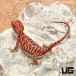 Baby Inferno Translucent Leatherback Bearded Dragon (4 – 5″) - Image 4