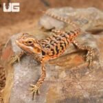 Baby Inferno Silky Bearded Dragon - Image 4