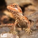 Baby Inferno Silky Bearded Dragon - Image 2