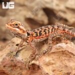 Baby Inferno Silky Bearded Dragon - Image 3