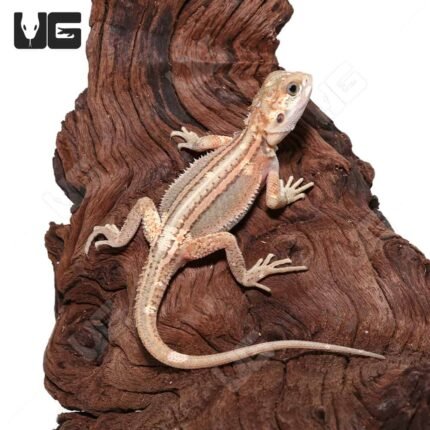 Baby Pied Genetic Stripe Translucent Bearded Dragon #2