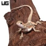 Baby Pied Genetic Stripe Translucent Bearded Dragon #2 - Image 2