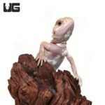 Baby Pied Genetic Stripe Translucent Bearded Dragon #2 - Image 3