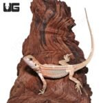 Baby Pied Genetic Stripe Translucent Bearded Dragon #2 - Image 4