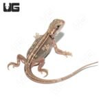 Baby Pied Genetic Stripe Translucent Bearded Dragon #3 - Image 3