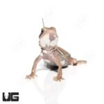 Baby Pied Genetic Stripe Translucent Bearded Dragon #3 - Image 4