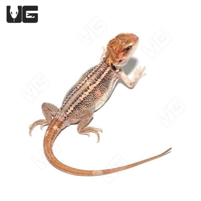 Baby Pied Genetic Stripe Translucent Bearded Dragon #5 - Image 1