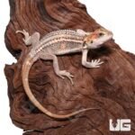 Baby Pied Genetic Stripe Translucent Bearded Dragon #5 - Image 4