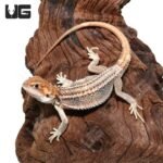 Baby Pied Genetic Stripe Translucent Bearded Dragon #5 - Image 3
