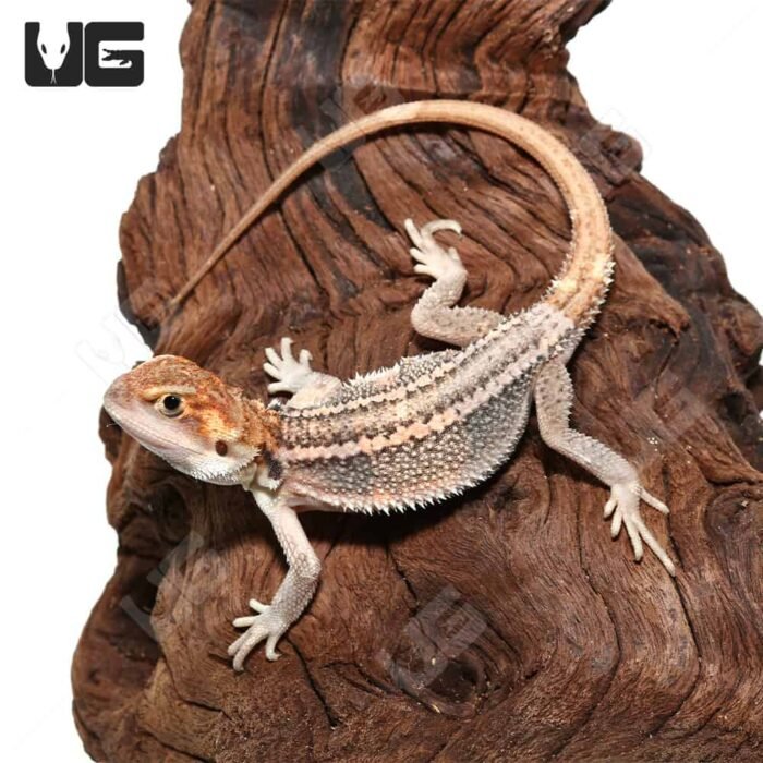 Baby Pied Genetic Stripe Translucent Bearded Dragon #5 - Image 3