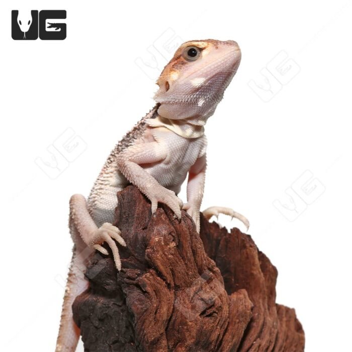 Baby Pied Genetic Stripe Translucent Bearded Dragon #5 - Image 2