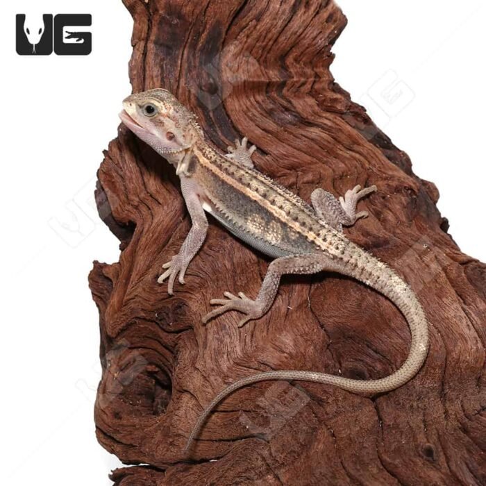 Juvenile Pied Genetic Stripe Translucent Bearded Dragon #7 (9-11″) - Image 1