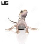 Baby Pied Genetic Stripe Translucent Bearded Dragon #8