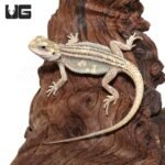 Baby Pied Genetic Stripe Translucent Bearded Dragon #8 - Image 2