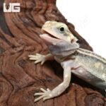 Baby Pied Genetic Stripe Translucent Bearded Dragon #8 - Image 3