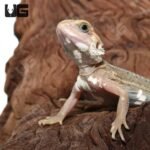 Juvenile Pied Genetic Stripe Translucent Bearded Dragon #9 (9-11″)