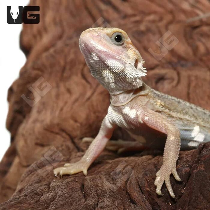 Juvenile Pied Genetic Stripe Translucent Bearded Dragon #9 (9-11″) - Image 1