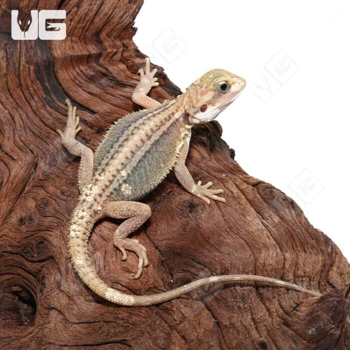 Juvenile Pied Genetic Stripe Translucent Bearded Dragon #9 (9-11″) - Image 2
