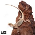 Juvenile Pied Genetic Stripe Translucent Bearded Dragon #9 (9-11″) - Image 4
