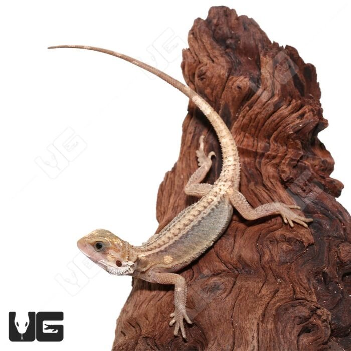 Juvenile Pied Genetic Stripe Translucent Bearded Dragon #9 (9-11″) - Image 4
