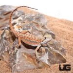 Baby Inferno Dunner Bearded Dragon (4 – 5″) - Image 2