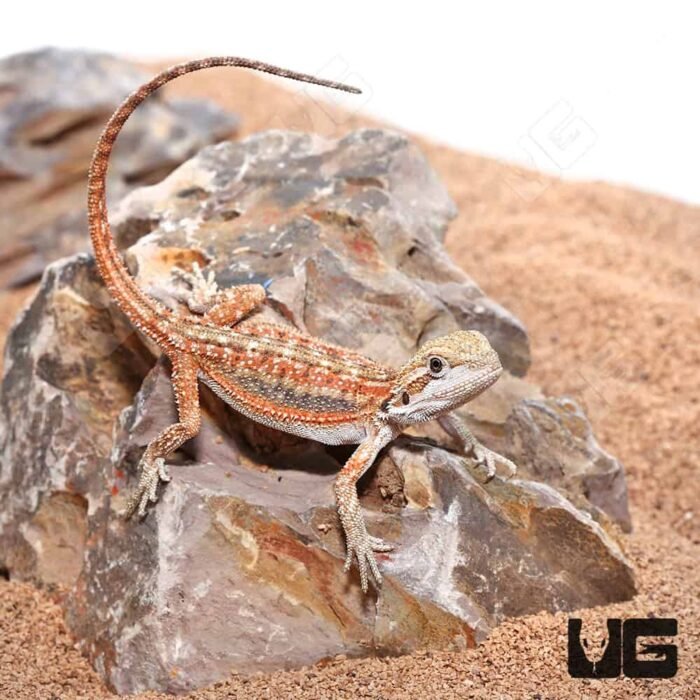 Baby Inferno Dunner Bearded Dragon (4 – 5″) - Image 2