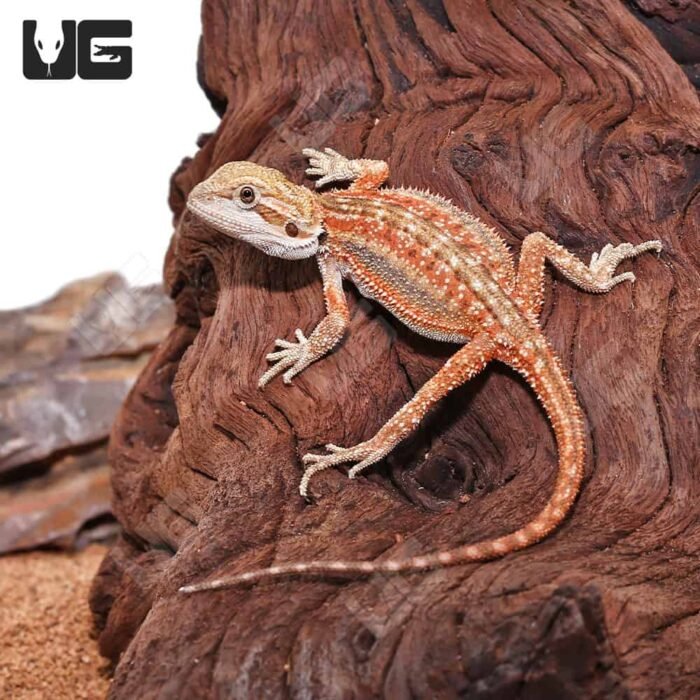 Baby Inferno Dunner Bearded Dragon (4 – 5″) - Image 1